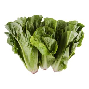 Lechuga Romana